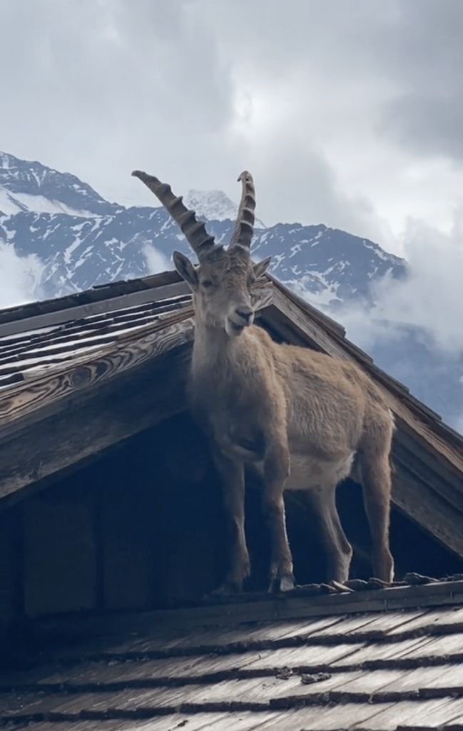 Альпийские горные козлы вальяжно отдыхают на дымоходах коттеджей