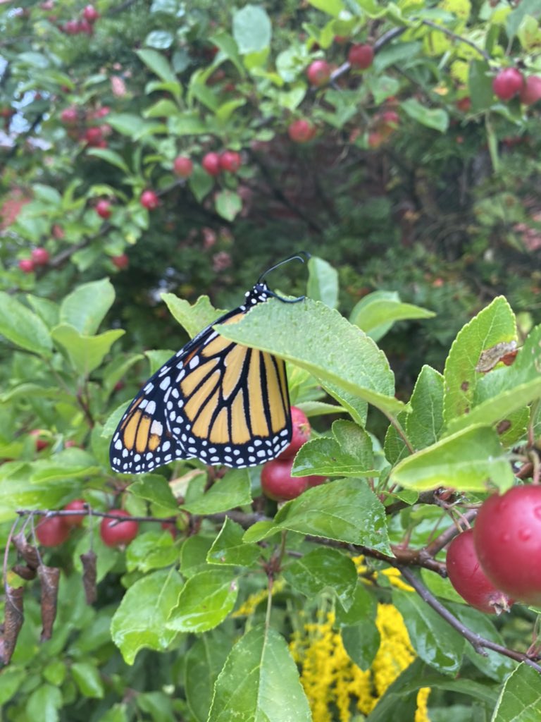 Бабочка-монарх на севере штата Нью-Йорк. (Courtesy of Michael Thomas)