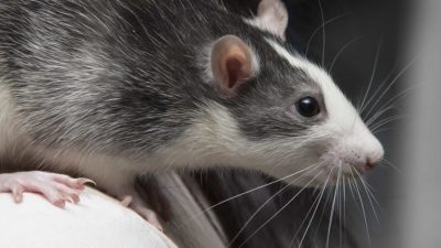 Что древние китайцы думали о крысах