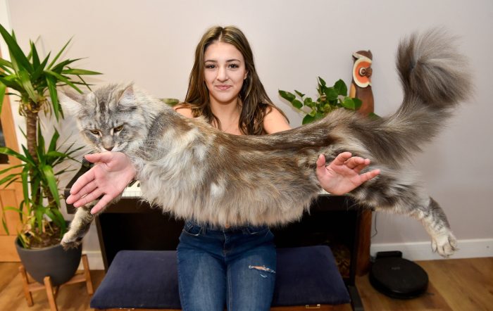 Этот 11-килограммовый кот похож на дикого зверя, люди, встречая его, пугаются