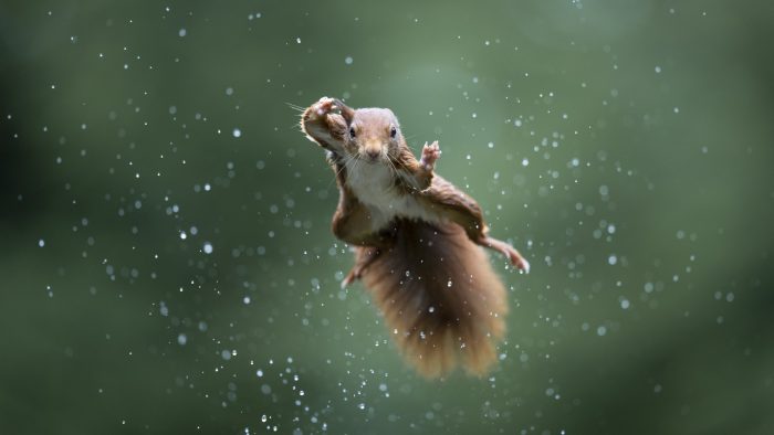 Финалисты конкурса Comedy Wildlife Photo Awards 2022: белка кунг-фу и бык с крыльями Финалисты конкурса Comedy Wildlife Photo Awards 2022: белка кунг-фу и бык с крыльями