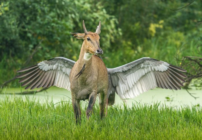 Финалисты конкурса Comedy Wildlife Photo Awards 2022: белка кунг-фу и бык с крыльями