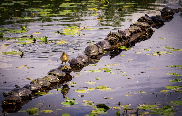 Финалисты конкурса Comedy Wildlife Photo Awards 2022: белка кунг-фу и бык с крыльями Финалисты конкурса Comedy Wildlife Photo Awards 2022: белка кунг-фу и бык с крыльями
