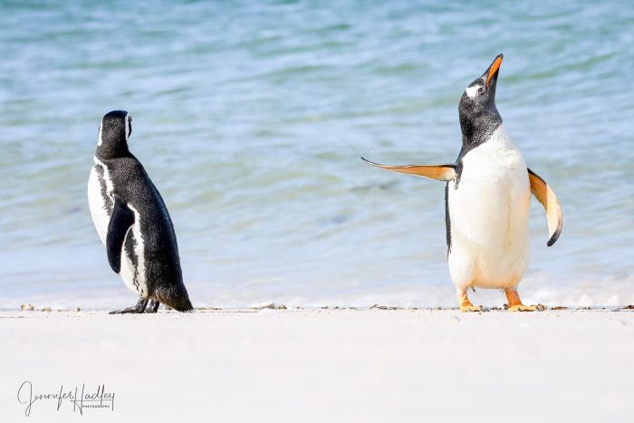 Финалисты конкурса Comedy Wildlife Photo Awards 2022: белка кунг-фу и бык с крыльями Финалисты конкурса Comedy Wildlife Photo Awards 2022: белка кунг-фу и бык с крыльями