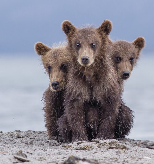 Финалисты конкурса Comedy Wildlife Photo Awards 2022: белка кунг-фу и бык с крыльями Финалисты конкурса Comedy Wildlife Photo Awards 2022: белка кунг-фу и бык с крыльями