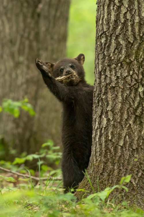 Финалисты конкурса Comedy Wildlife Photo Awards 2022: белка кунг-фу и бык с крыльями Финалисты конкурса Comedy Wildlife Photo Awards 2022: белка кунг-фу и бык с крыльями