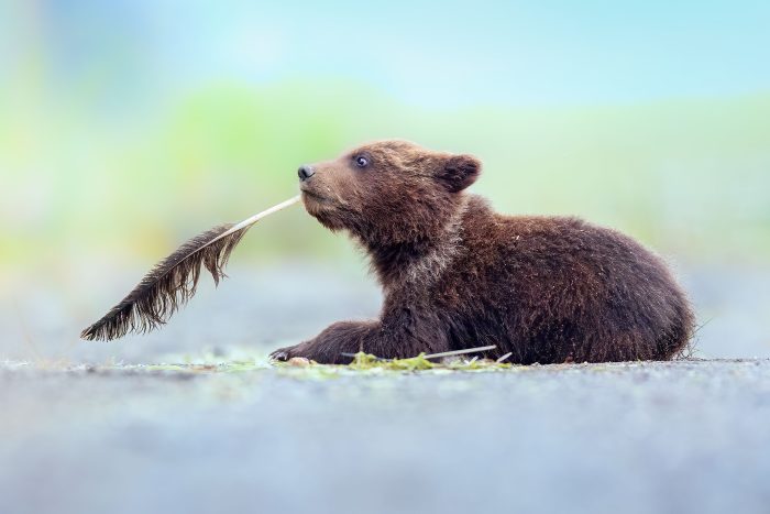 Финалисты конкурса Comedy Wildlife Photo Awards 2022: белка кунг-фу и бык с крыльями Финалисты конкурса Comedy Wildlife Photo Awards 2022: белка кунг-фу и бык с крыльями