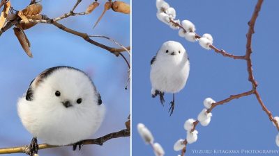 Крошечные птички, известные в Японии как «снежные феи», похожи на ватные шарики