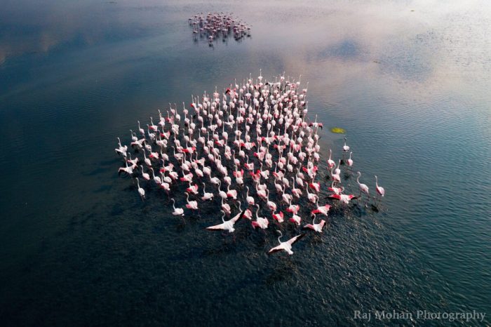 Снимки с дрона: великая миграция фламинго в Индии и опасные дороги в Гималаях