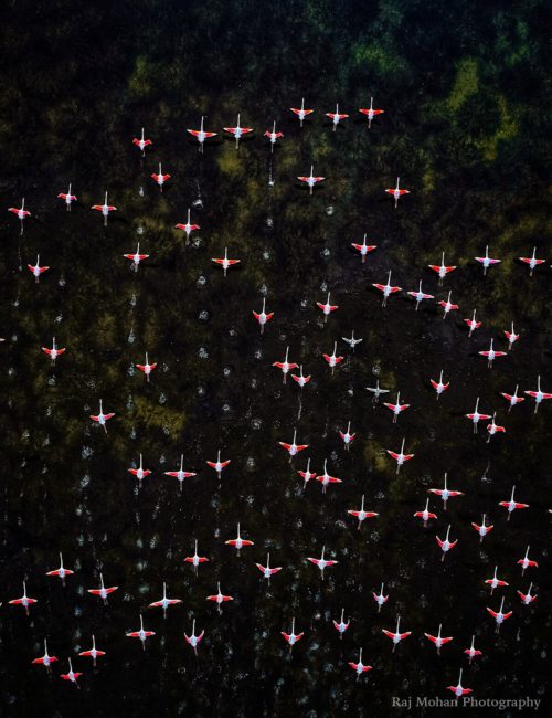 Снимки с дрона: великая миграция фламинго в Индии и опасные дороги в Гималаях