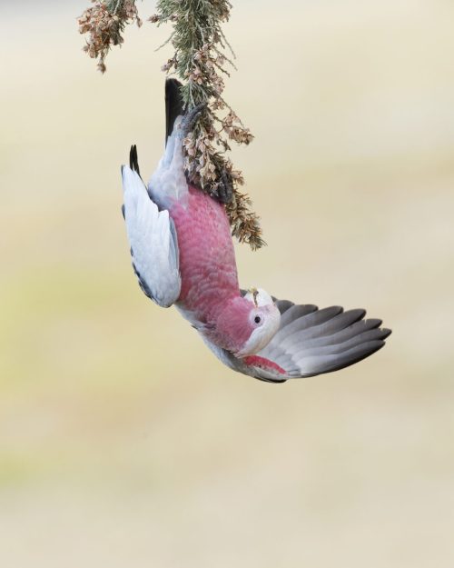 Фотопремия BirdLife Australia представляет разнообразие и великолепие австралийских птиц