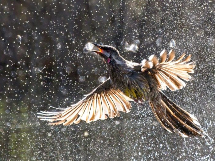 Фотопремия BirdLife Australia представляет разнообразие и великолепие австралийских птиц