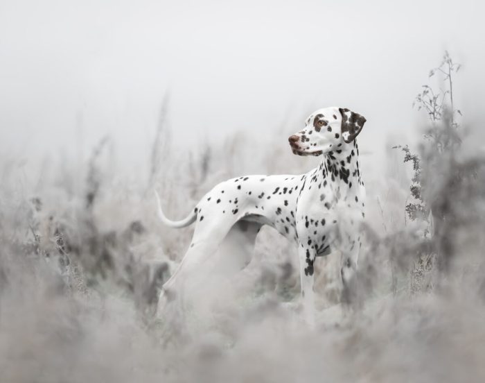 Лучшие фотографии собак с конкурса Dog Photography Awards