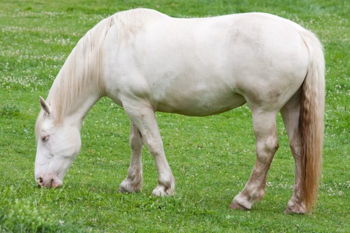 ФОТО: 10 самых высоких и сильных пород лошадей на планете