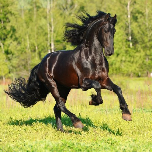 ФОТО: 10 самых высоких и сильных пород лошадей на планете