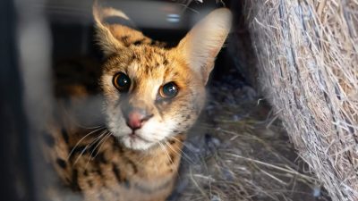 «Сумасшедшего вида кошка», пойманная фермером из Миссури, оказалась диким африканским сервалом