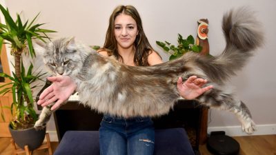 Этот 11-килограммовый кот похож на дикого зверя, люди, встречая его, пугаются