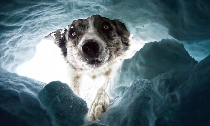 Лучшие фотографии собак с конкурса Dog Photography Awards