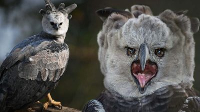 Орёл-гарпия — самая сильная птица на планете