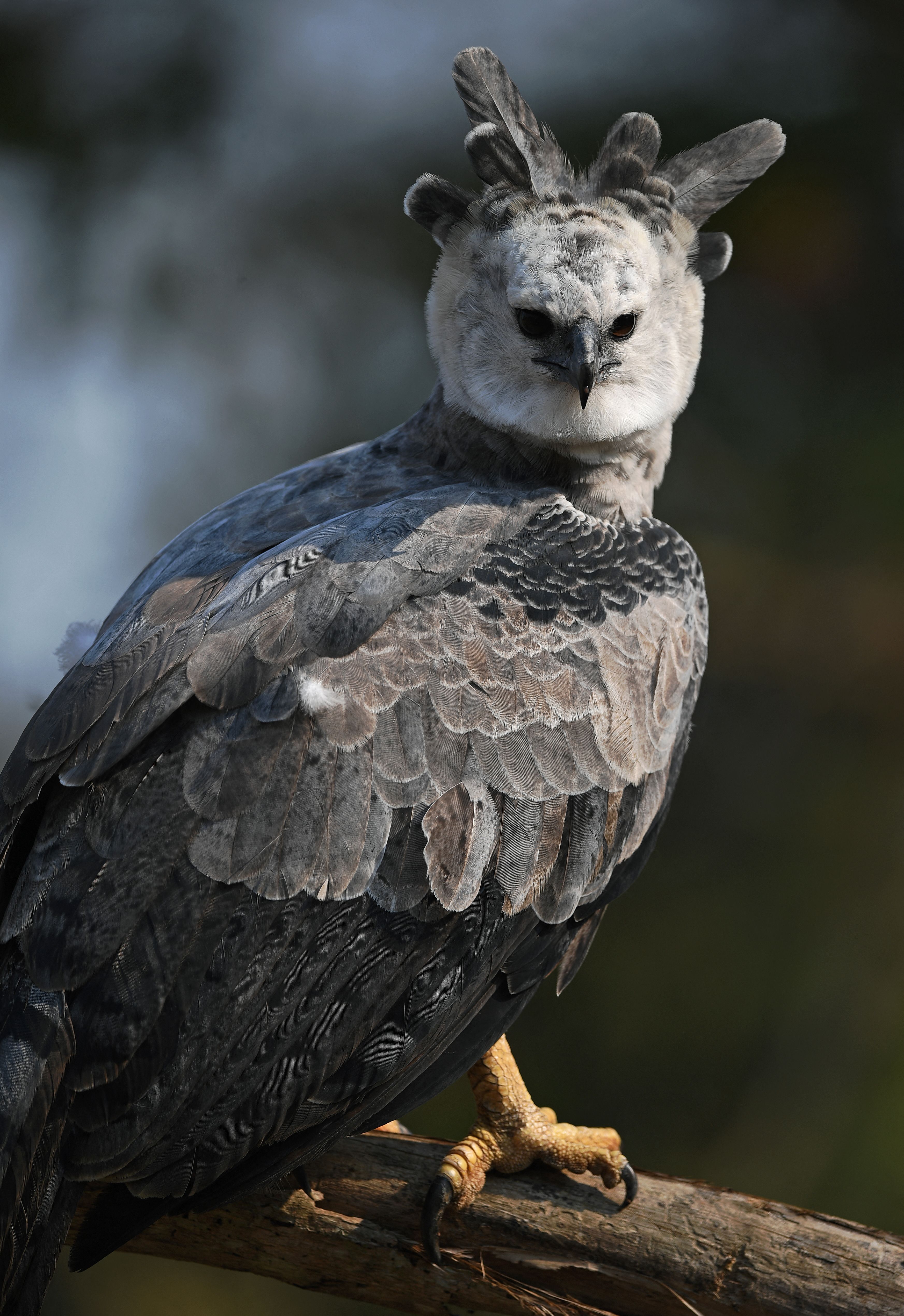 Орёл-гарпия — самая сильная птица на планете - ET | Articles