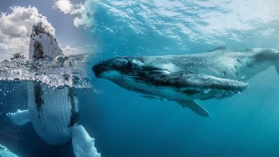 Фотографии: Российский подводный фотограф запечатлел встречу горбатых китов и людей