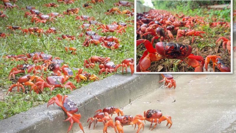 Миллионы красных крабов создают реку красного цвета, начиная ежегодную миграцию через остров Рождества к морю