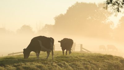 В чём преимущества мяса скота, выращенного на свободном выпасе