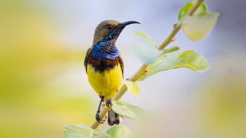 Секретная особенность маленькой сине-желтой солнечной птицы с оливковой спинкой