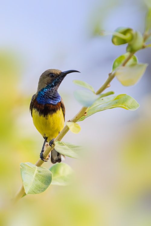 Секретная особенность маленькой сине-желтой солнечной птицы с оливковой спинкой