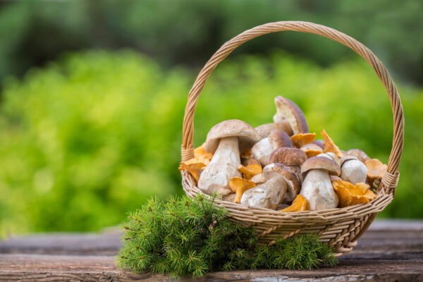 Исследование норвежских участников в возрасте от 70 до 74 лет показало, что повышенное потребление грибов может улучшить когнитивные показатели. (godi photo/shutterstock)
