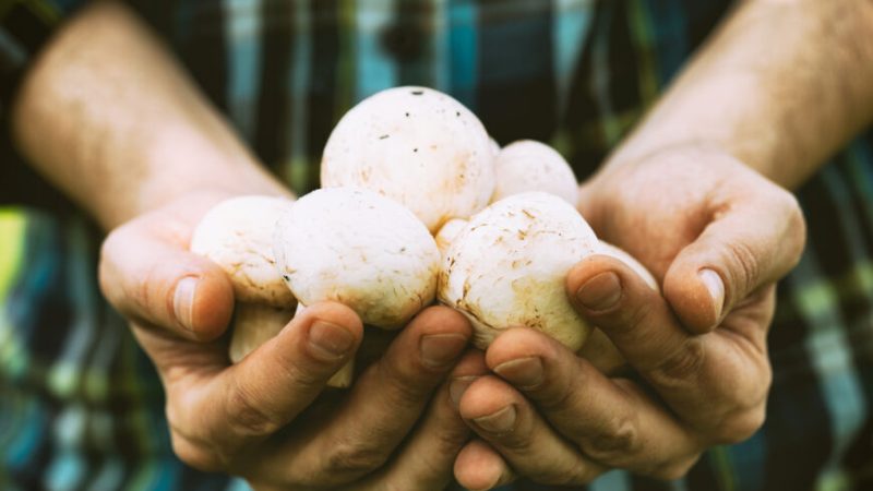 Грибы богаты питательными веществами и содержат необходимые минералы, такие как марганец, медь, цинк, селен, магний и железо. (mythja/shutterstock) | Epoch Times Россия
