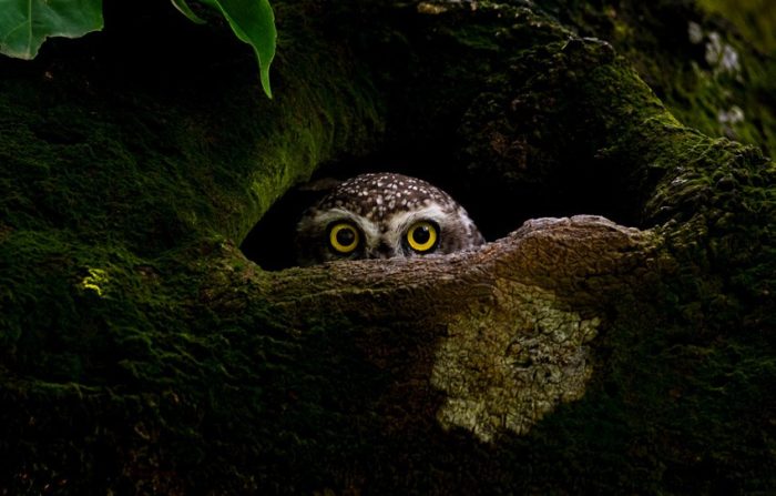 39 лучших фотографий в мире: Sony World Photography Awards объявляет победителей из 55 стран 39 лучших фотографий в мире: Sony World Photography Awards объявляет победителей из 55 стран