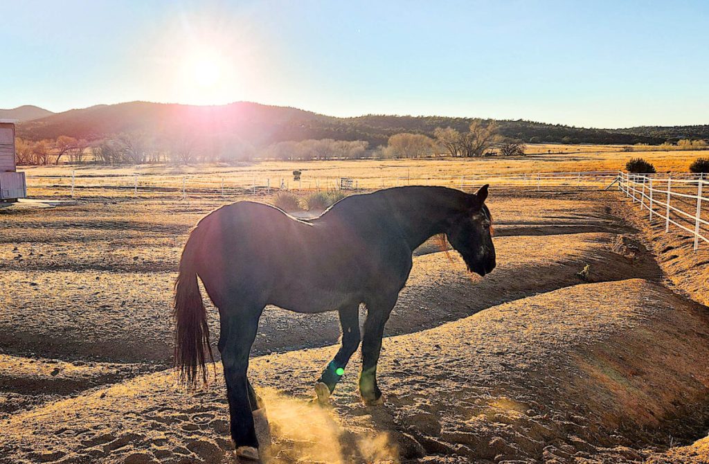Лошади времен года. Лошадь стоит. Работа с лошадьми. Конь стоит на берегу. Конь фото в жизни.