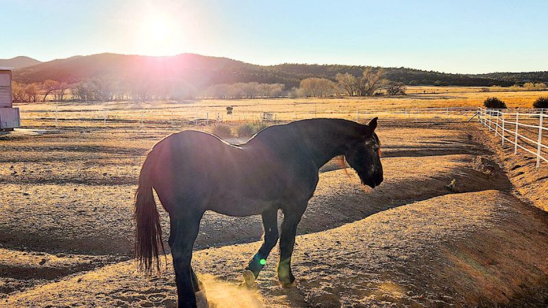 Альпийская дикая лошадь стоит на фоне заходящего солнца в приюте для животных Salt River Wild Horse Management Group, 30 ноября 2022 года. (Allan Stein/The Epoch Times) | Epoch Times Россия