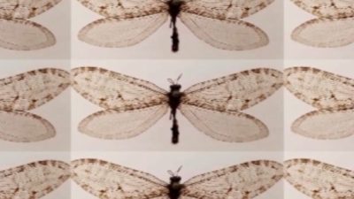 Живое насекомое юрского периода случайно обнаружено в супермаркете