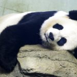 Многие страны возвращают арендованных панд Китаю, завершая тем самым «дипломатию панд»