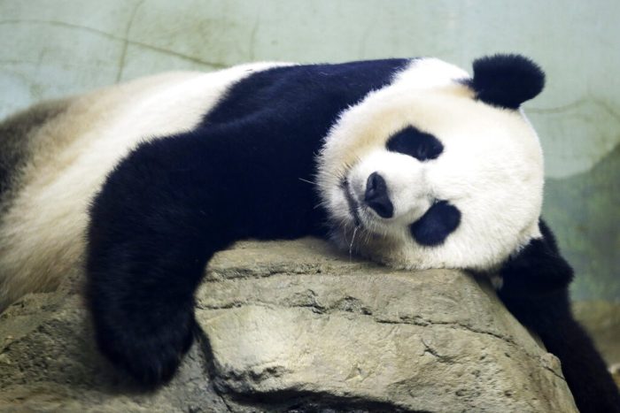 Многие страны возвращают арендованных панд Китаю, завершая тем самым «дипломатию панд»