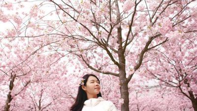 Япония объявила о начале сезона цветения сакуры