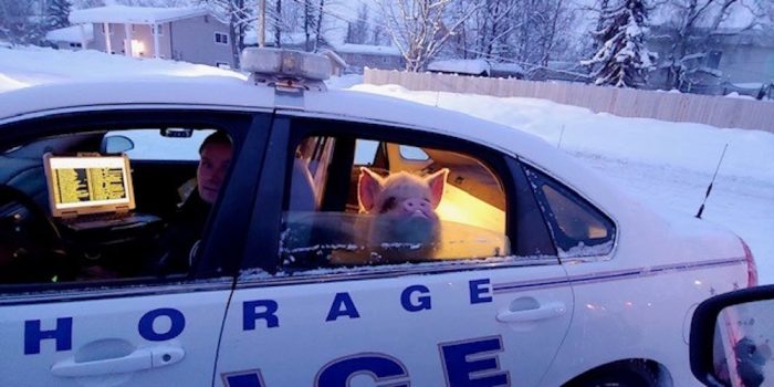 Полиция Аляски спасла замерзающую свинью