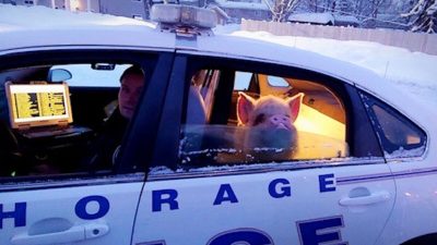 Полиция Аляски спасла замерзающую свинью