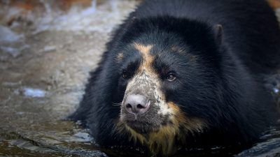 Медведь сбегает из зоопарка Сент-Луиса второй раз за месяц