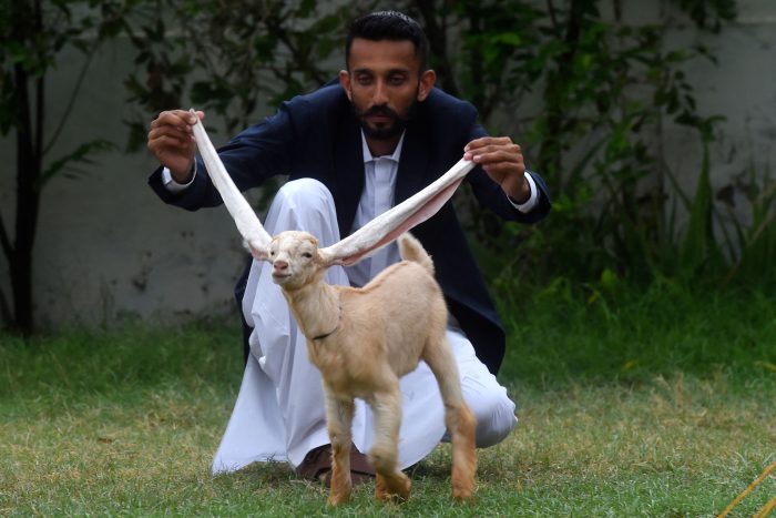 В Пакистане родился козлёнок с ушами более 60 см. Хозяин планирует сохранить его генетику для разведения
