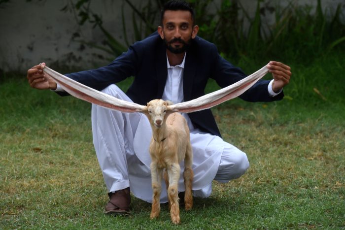 В Пакистане родился козлёнок с ушами более 60 см. Хозяин планирует сохранить его генетику для разведения
