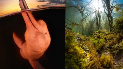 Речной дельфин Амазонки стал победителем среди лучших подводных фотографий года