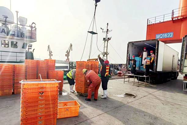 Первая партия импортированных камчатских крабов выгружена на берег на пристани Силиан в порту Циндао, провинция Шаньдун, Восточный Китай, 11 марта 2023 года. (Фото предоставлено CFOTO/Future Publishing via Getty Images) | Epoch Times Россия