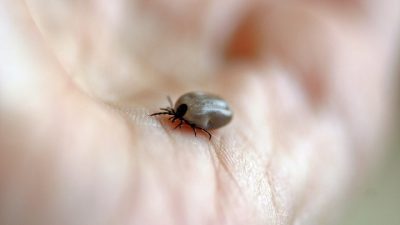 Какие насекомые могут стать сезонной угрозой в апреле?