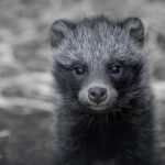 Крупнейшие СМИ купились на фальшивую историю о енотовидной собаке в Ухане