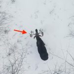 Фотограф запечатлел «чрезвычайно редкий» момент, когда лось сбрасывает оба рога в заснеженном лесу (видео)