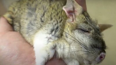 В Московском зоопарке проснулись тушканчики (видео)