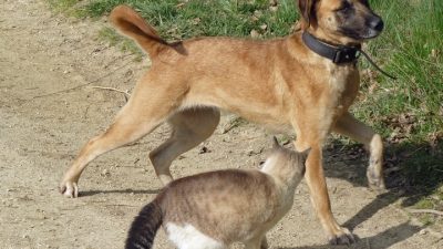 Для сгоревшего приюта для животных жители Урала собрали более 10 млн рублей